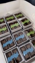 Giveaway – 5 Pieces of Chocolate 1